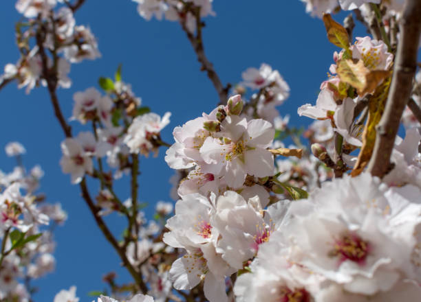 istock Almonds tree blossom, springtime in orchard, nature background with blue sky 937107360