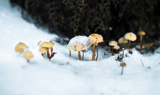 Frozen mushrooms in the Tongariro National Park, New Zealand.