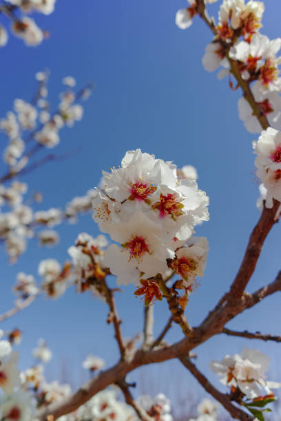 istock Almonds tree blossom, springtime in orchard, nature background with blue sky 937107402