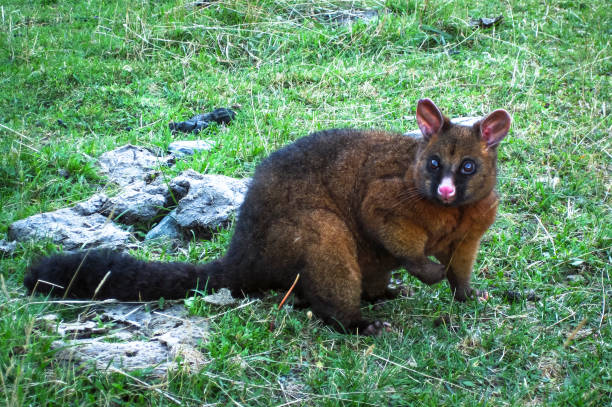 Brushtail Possum in New Zealand A brushtail possum (Trichosurus sp.) in a grassy field in the Mt. Aspiring National Park, New Zealand. possum nz stock pictures, royalty-free photos & images
