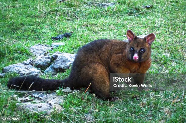 Brushtail Possum In New Zealand Stock Photo - Download Image Now - Possum, New Zealand, Animal