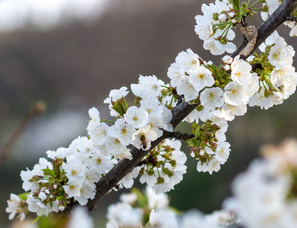 istock Cherry Blossom Flower at Jerte Valley 937107588
