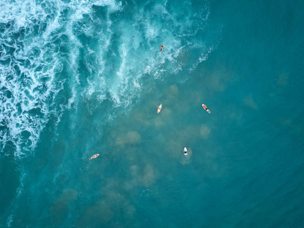 istock Surfers swim to big wave 937108522