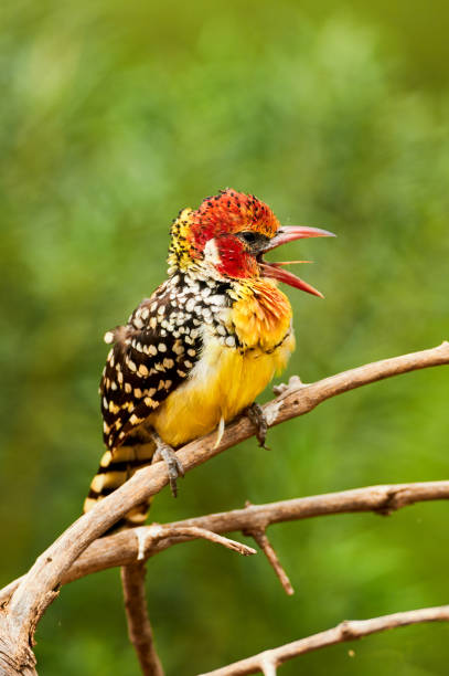 Red and yellow barbet Beautiful red and yellow barbet, a colorful african bird, Trachyphonus erythrocephalus red and yellow barbet barbet bird kenya stock pictures, royalty-free photos & images