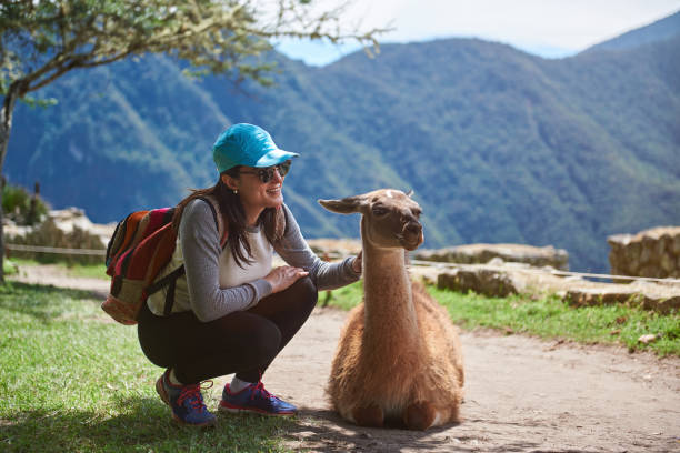 istock Girl traveller with lama 937110860