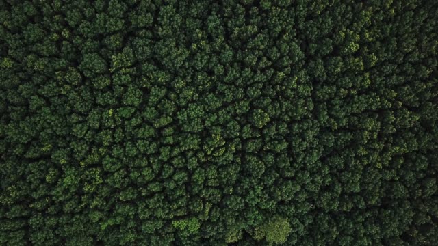 Aerial View - Rubber Tree Plantation.