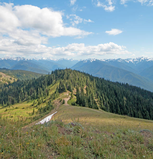 hurricane hill / ridge im olympic national park im us-bundesstaates washington - puget sund stock-fotos und bilder