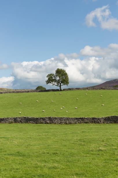 istock Lone Tree in a Stone Wall, Yorkshire Dales National Park 937112222