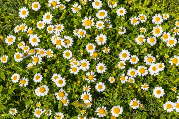 Close-up view of meadow with green grass and white small daisy flowers (Matricaria perforata). Chamomile flowers surrounded by lawn. Top view