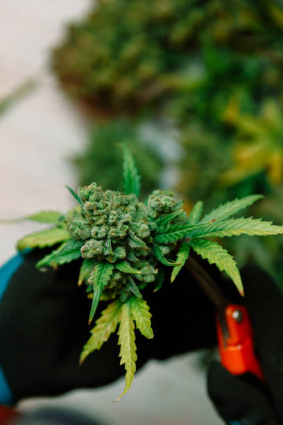 istock Cutting Marijuana leaves, cannabis  cultivation 937114460