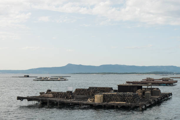 istock Mussel aquaculture rafts, batea, in Arousa estuary 937114676