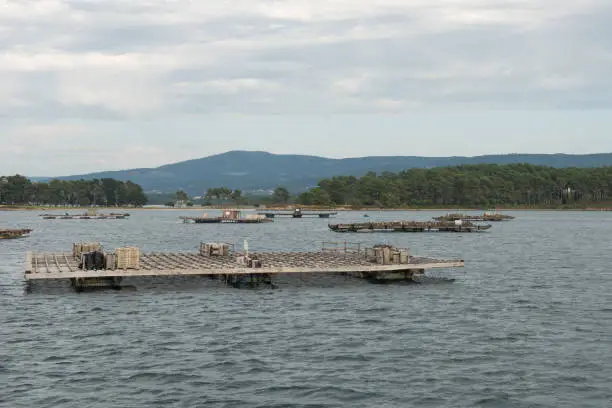 Photo of Mussel aquaculture rafts, batea, in Arousa estuary