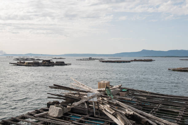 istock Mussel aquaculture rafts, batea, in Arousa estuary 937114680