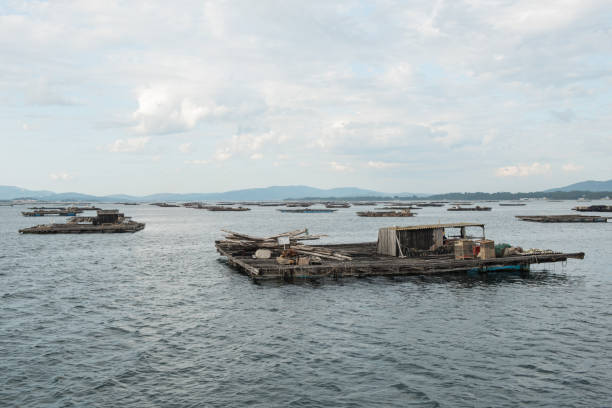 istock Mussel aquaculture rafts, batea, in Arousa estuary 937114682