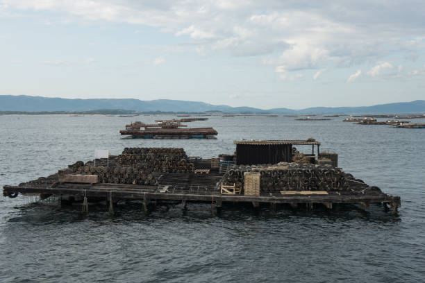 istock Mussel aquaculture rafts, batea, in Arousa estuary 937114684