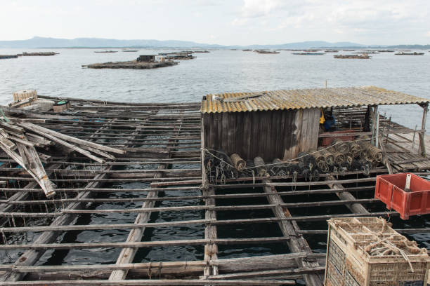 istock Mussel aquaculture rafts, batea, in Arousa estuary 937114690