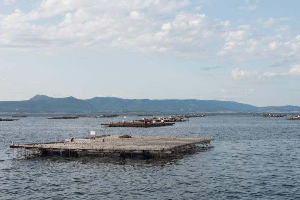 istock Mussel aquaculture rafts, batea, in Arousa estuary 937114700