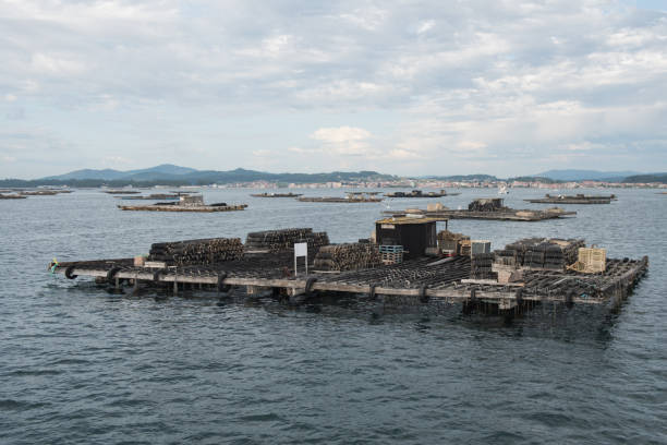 Mussel aquaculture rafts, batea, in Arousa estuary
