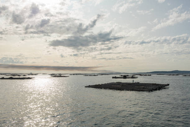 istock Mussel aquaculture rafts, batea, in Arousa estuary 937114704