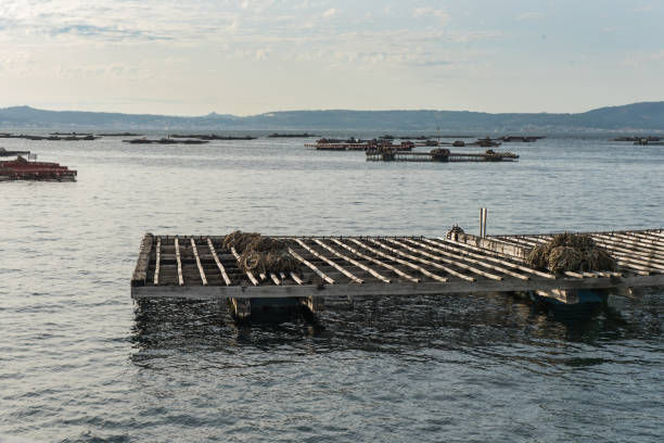 istock Mussel aquaculture rafts, batea, in Arousa estuary 937114706