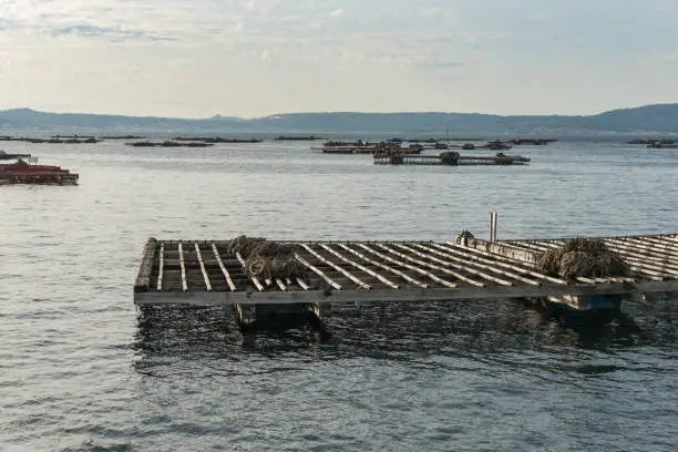 Photo of Mussel aquaculture rafts, batea, in Arousa estuary