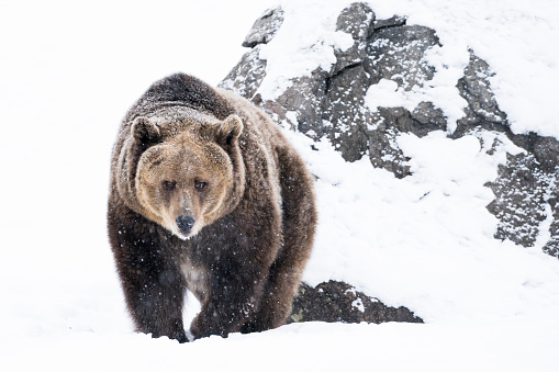 Grizzly brown bear searches for food on a winter day, Montana, USA