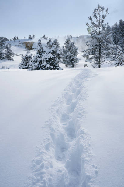 istock Foot prints in deep snow at Yellowstone 937114758