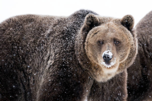 istock Grizzly bear with snow on nose in winter 937114762