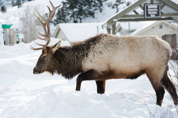 istock Elk in snow at Yellowstone 937114942