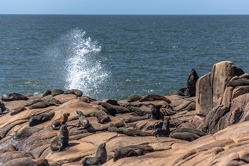 Sea Wolves, Uruguay