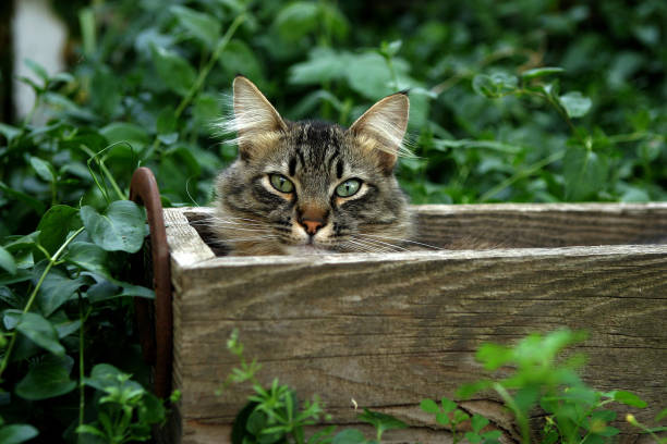 Gato na caixa  - foto de acervo