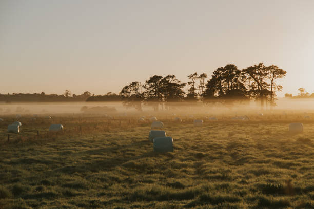 Hay in Field, New Zealand stock photo
