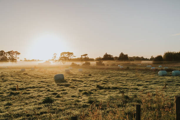 Hay in Field, New Zealand stock photo