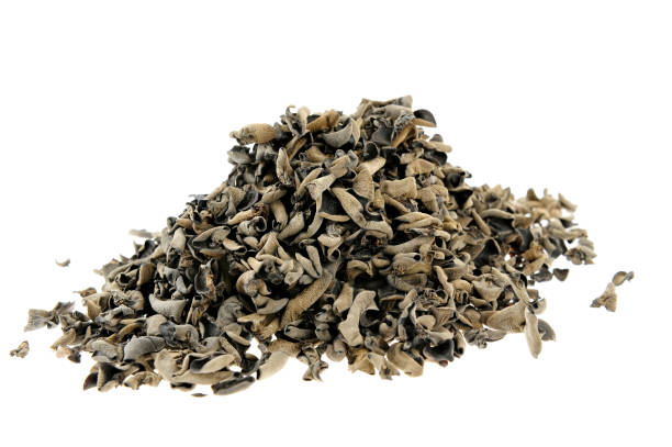 istock Black fungus on a white background 937133148