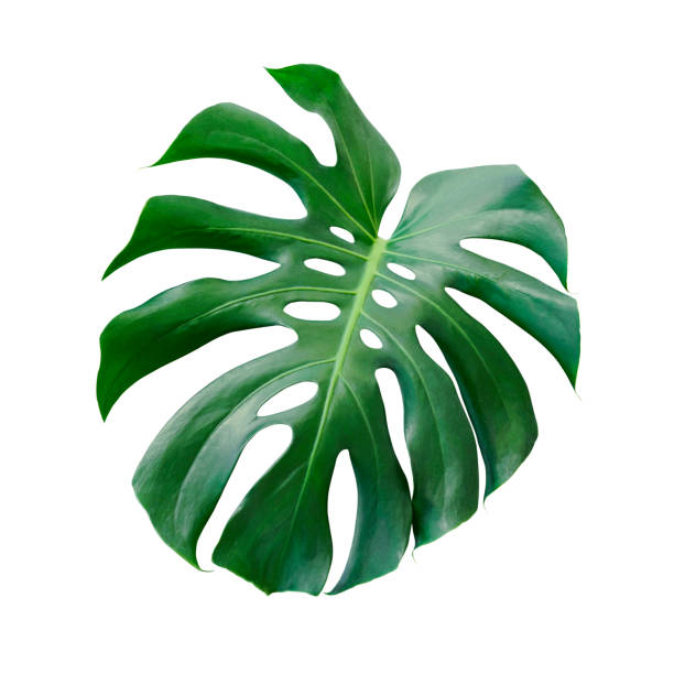 istock Monstera deliciosa tropical leaf isolated on white background with clipping path 937133304