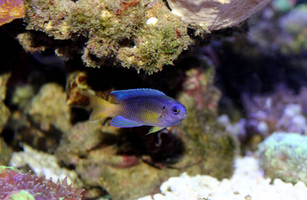 istock Damsel fish in reef tank 937133332