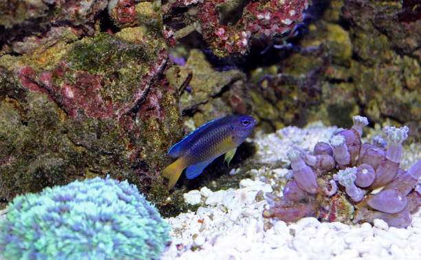 istock Damsel fish in reef tank 937133346