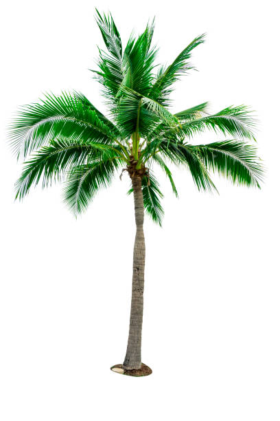 istock Coconut tree isolated on white background with copy space. Used for advertising decorative architecture. Summer and beach concept. Tropical palm tree. 937133770