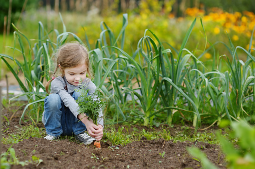 Adorable little girl picking carrots in a garden