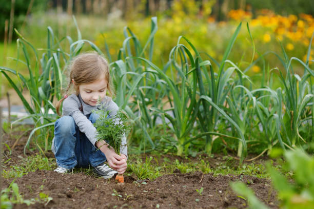 adorável cenouras de colheita pequena garota - gardening child vegetable garden vegetable - fotografias e filmes do acervo