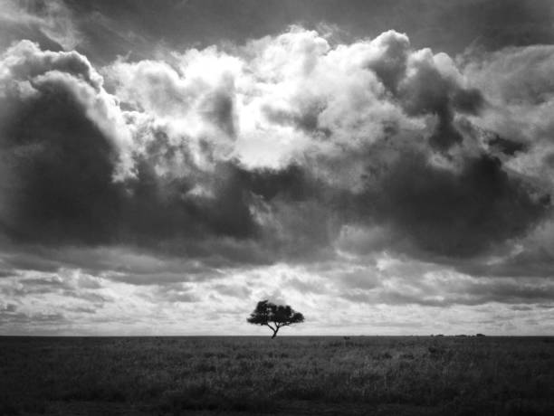 Silhouette of a tree and dramatic sky at sunset on black and white shot.