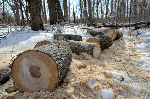 View of a recently cut tree in a winter forest.