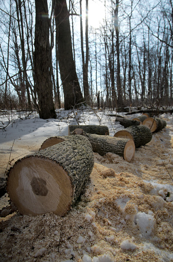 View of a chainsaw and a recently cut tree in a winter forest.
