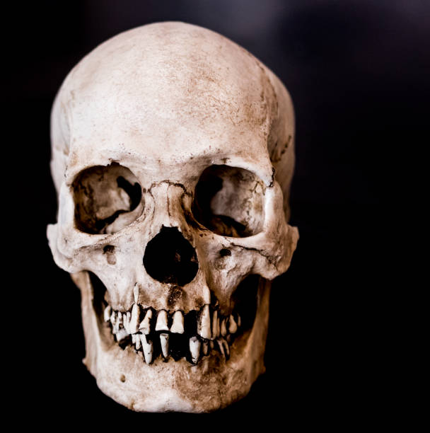 istock Fiberglass human skull facing straight on with a black background 937151032