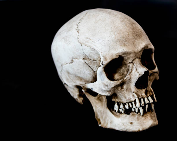 istock Fiberglass human skull facing 45 degrees right with a black background 937151046
