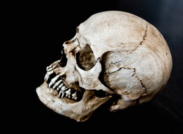istock Fiberglass human skull facing to side with a black background 937151048