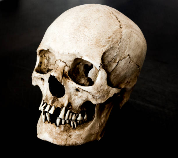 istock Fiberglass human skull facing 45 degrees left with a black background 937151092