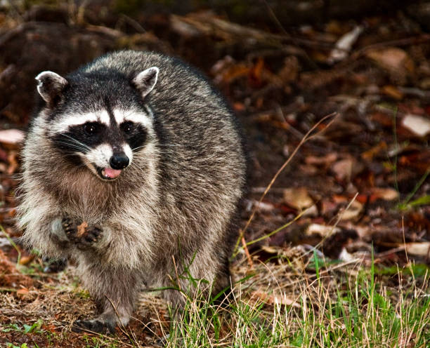istock Raccoon standing in the grass with an object in it's hands 937153872