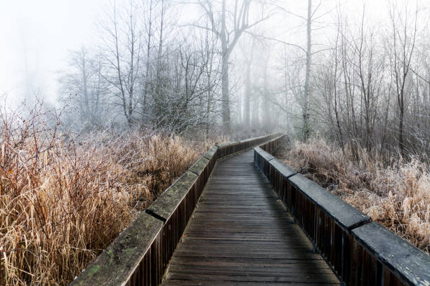 istock Frost covered nature trail boardwalk in the winter with trees 937153932