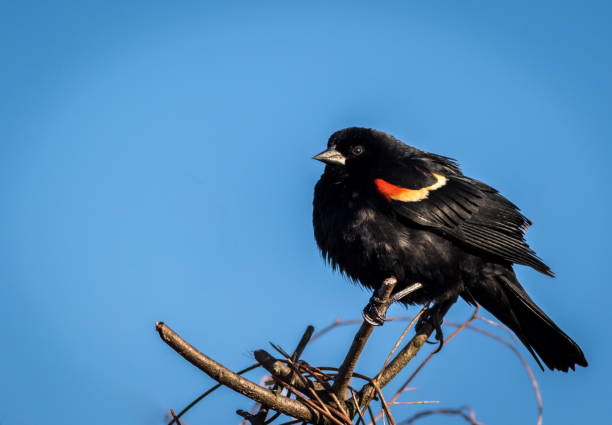 istock Red Winged Blackbird male perched on a branch, blue sky 937158536